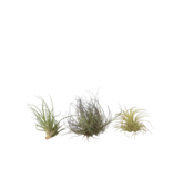 Luchtplantjes - Set van 3 - Tillandsia - Hoogte 5-15cm - ⌀5cm