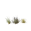 Luchtplantjes - Set van 3 - Tillandsia - Hoogte 5-15cm - ⌀5cm