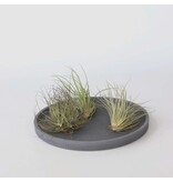 Luchtplantjes - Set van 3 - Tillandsia - Hoogte 5-15cm - ⌀5cm