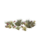 Luchtplantjes - Set van 24 - Tillandsia - Hoogte 5-15cm - ⌀5cm