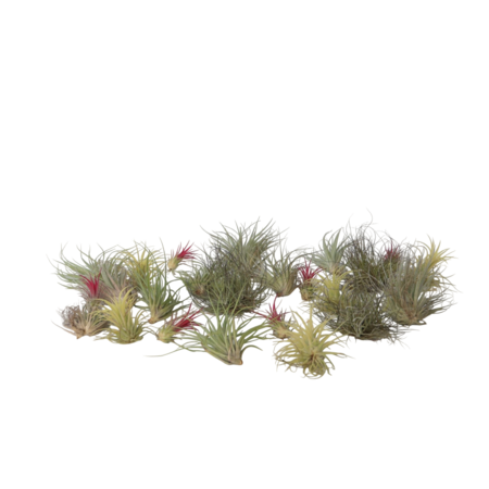 Luchtplantjes - Set van 24 - Tillandsia - Hoogte 5-15cm - ⌀5cm