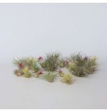 Luchtplantjes - Set van 24 - Tillandsia - Hoogte 5-15cm - ⌀5cm