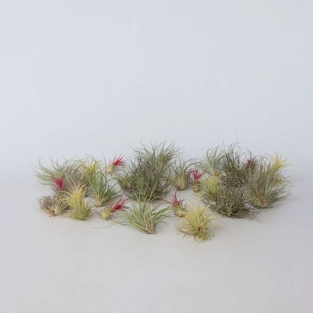 Luchtplantjes - Set van 24 - Tillandsia - Hoogte 5-15cm - ⌀5cm
