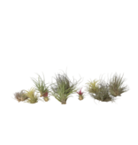 Luchtplantjes - Set van 10 - Tillandsia - Hoogte 5-15cm - ⌀5cm