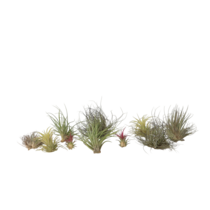 Luchtplantjes - Set van 10 - Tillandsia - Hoogte 5-15cm - ⌀5cm