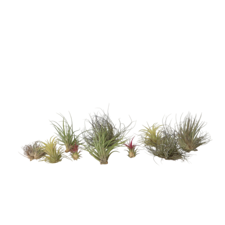Luchtplantjes - Set van 10 - Tillandsia - Hoogte 5-15cm - ⌀5cm