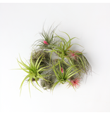 Luchtplantjes - Set van 10 - Tillandsia - Hoogte 5-15cm - ⌀5cm