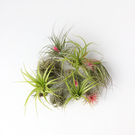 Luchtplantjes - Set van 10 - Tillandsia - Hoogte 5-15cm - ⌀5cm