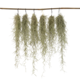 Luchtplantjes - Set van 6 - Tillandsia usneoides - Hoogte 25-40cm - ⌀5cm