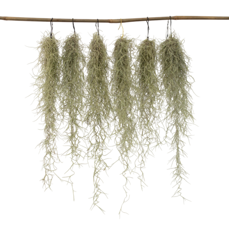 Luchtplantjes - Set van 6 - Tillandsia usneoides - Hoogte 25-40cm - ⌀5cm