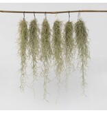 Luchtplantjes - Set van 6 - Tillandsia usneoides - Hoogte 25-40cm - ⌀5cm