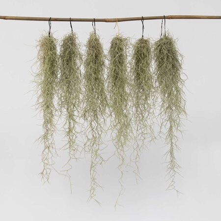 Luchtplantjes - Set van 6 - Tillandsia usneoides - Hoogte 25-40cm - ⌀5cm