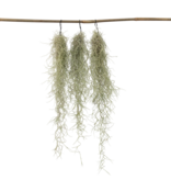 Luchtplantjes - Set van 3 - Tillandsia usneoides - Hoogte 25-40cm - ⌀5cm