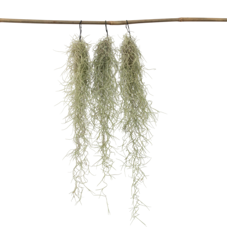 Luchtplantjes - Set van 3 - Tillandsia usneoides - Hoogte 25-40cm - ⌀5cm