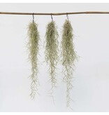 Luchtplantjes - Set van 3 - Tillandsia usneoides - Hoogte 25-40cm - ⌀5cm
