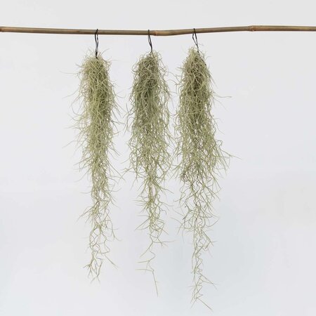 Luchtplantjes - Set van 3 - Tillandsia usneoides - Hoogte 25-40cm - ⌀5cm