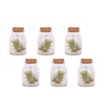 Luchtplantjes - Set van 6 - Tillandsia - Hoogte 5-15cm - ⌀5cm