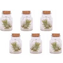 Luchtplantjes - Set van 6 - Tillandsia - Hoogte 5-15cm - ⌀5cm