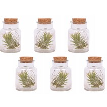 Luchtplantjes - Set van 6 - Tillandsia - Hoogte 5-15cm - ⌀5cm