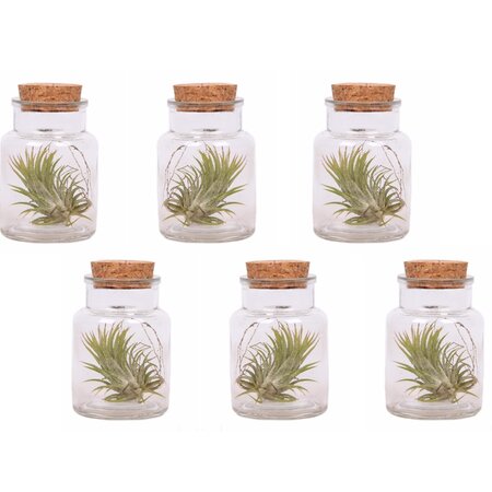 Luchtplantjes - Set van 6 - Tillandsia - Hoogte 5-15cm - ⌀5cm