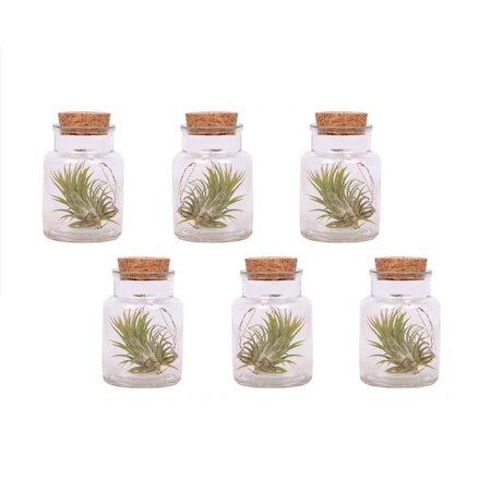 Luchtplantjes - Set van 6 - Tillandsia - Hoogte 5-15cm - ⌀5cm