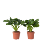 Philodendron - Set van 2 - Thaumatophyllum - Hoogte 30-40cm - ⌀12cm