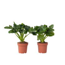 Philodendron - Set van 2 - Thaumatophyllum - Hoogte 30-40cm - ⌀12cm
