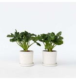 Philodendron - Set van 2 - Thaumatophyllum - Hoogte 30-40cm - ⌀12cm