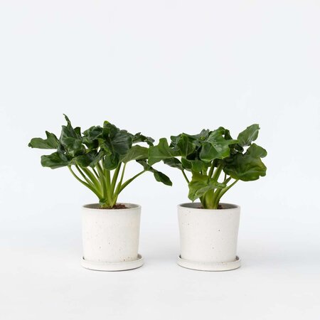 Philodendron - Set van 2 - Thaumatophyllum - Hoogte 30-40cm - ⌀12cm