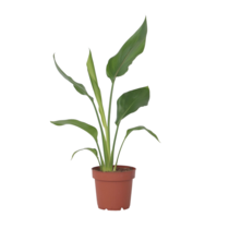 Paradijsvogelbloem - Strelitzia reginea - Hoogte 25-40cm - ⌀9cm