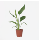Paradijsvogelbloem - Strelitzia reginea - Hoogte 25-40cm - ⌀9cm