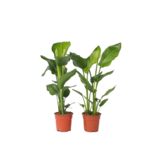 Paradijsvogelplant - Set van 2 - Strelitzia nicolai - Hoogte 55-70cm - ⌀17cm