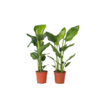 Paradijsvogelplant - Set van 2 - Strelitzia nicolai - Hoogte 55-70cm - ⌀17cm