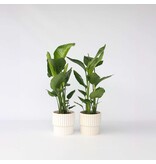 Paradijsvogelplant - Set van 2 - Strelitzia nicolai - Hoogte 55-70cm - ⌀17cm