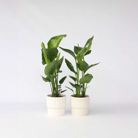 Paradijsvogelplant - Set van 2 - Strelitzia nicolai - Hoogte 55-70cm - ⌀17cm