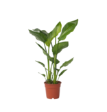 Paradijsvogelplant - Strelitzia nicolai - Hoogte 55-70cm - ⌀17cm