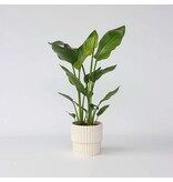 Paradijsvogelplant - Strelitzia nicolai - Hoogte 55-70cm - ⌀17cm