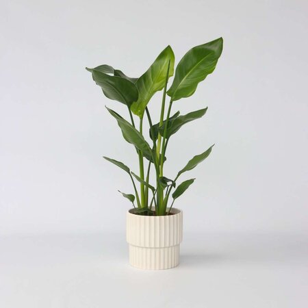 Paradijsvogelplant - Strelitzia nicolai - Hoogte 55-70cm - ⌀17cm