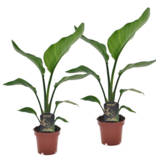 Paradijsvogelplant - Set van 2 - Strelitzia nicolai - Hoogte 40-50cm - ⌀12cm