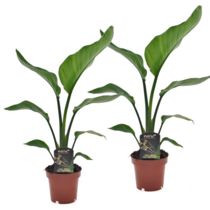 Paradijsvogelplant - Set van 2 - Strelitzia nicolai - Hoogte 40-50cm - ⌀12cm