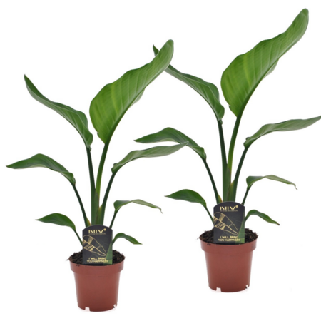 Paradijsvogelplant - Set van 2 - Strelitzia nicolai - Hoogte 40-50cm - ⌀12cm