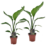 Paradijsvogelplant - Set van 2 - Strelitzia nicolai - Hoogte 40-50cm - ⌀12cm