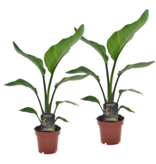 Paradijsvogelplant - Set van 2 - Strelitzia nicolai - Hoogte 40-50cm - ⌀12cm