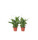 Lepelplant - Set van 6 - Spathiphyllum 'Torelli' - Hoogte 30-45cm - ⌀12cm