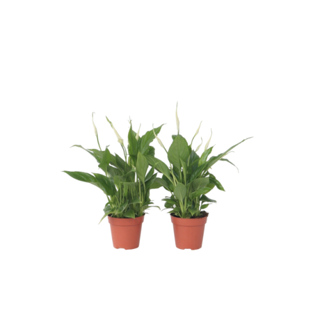 Lepelplant - Set van 6 - Spathiphyllum 'Torelli' - Hoogte 30-45cm - ⌀12cm