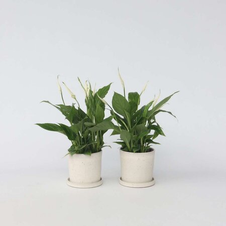 Lepelplant - Set van 6 - Spathiphyllum 'Torelli' - Hoogte 30-45cm - ⌀12cm