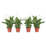 Lepelplant - Set van 4 - Spathiphyllum 'Torelli' - Hoogte 30-45cm - ⌀12cm
