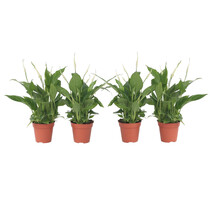 Lepelplant - Set van 4 - Spathiphyllum 'Torelli' - Hoogte 30-45cm - ⌀12cm