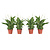 Lepelplant - Set van 4 - Spathiphyllum 'Torelli' - Hoogte 30-45cm - ⌀12cm