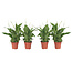 Lepelplant - Set van 4 - Spathiphyllum 'Torelli' - Hoogte 30-45cm - ⌀12cm